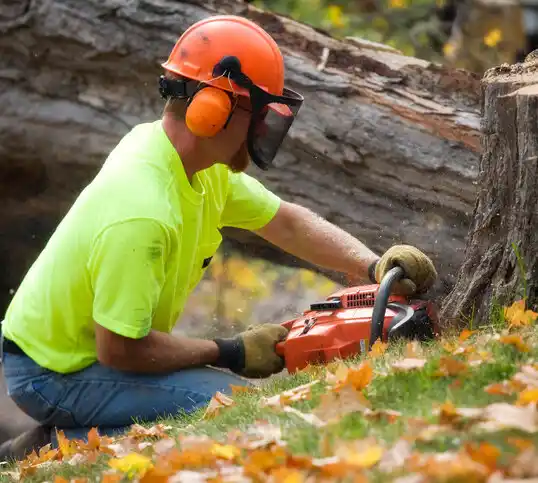 tree services Bayou Blue